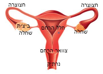 איך תזהי את הביוץ שלך?